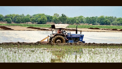 Haryana govt for strict compliance of basmati trading on e-NAM portal Haryana govt for strict compliance of basmati trading on e-NAM portal