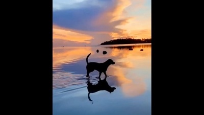The image, taken from the viral video, shows the dog walking in shallow water to ‘explore’ nature's beauty.&nbsp; (Twitter/@buitengebieden)