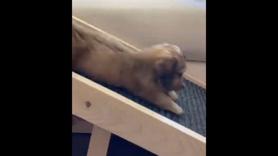 The cute dachshund puppy spends a day in its life.&nbsp;(Instagram/@longboyfrankie)