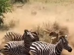 The image, taken from the YouTube video, shows a lioness in the middle of a Zebra stampede. The image, taken from the YouTube video, shows a lioness in the middle of a Zebra stampede.