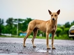 Also known as the Indian native dog or INDog, the Indian Pariah dog is one of the most versatile and adaptable dog breeds found in India and has been an integral part of our art, culture and heritage.(Unsplash)