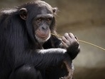 The drumming allows the chimps to spread information over long distances, the study said. (Pixabay) The drumming allows the chimps to spread information over long distances, the study said. (Pixabay)
