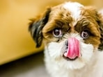 Pet nutrition: 5 healthy foods for your puppies(Unsplash) Pet nutrition: 5 healthy foods for your puppies(Unsplash)