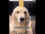 The image, taken from the viral video, shows the Golden Retriever dog with the corn on his head.&nbsp;