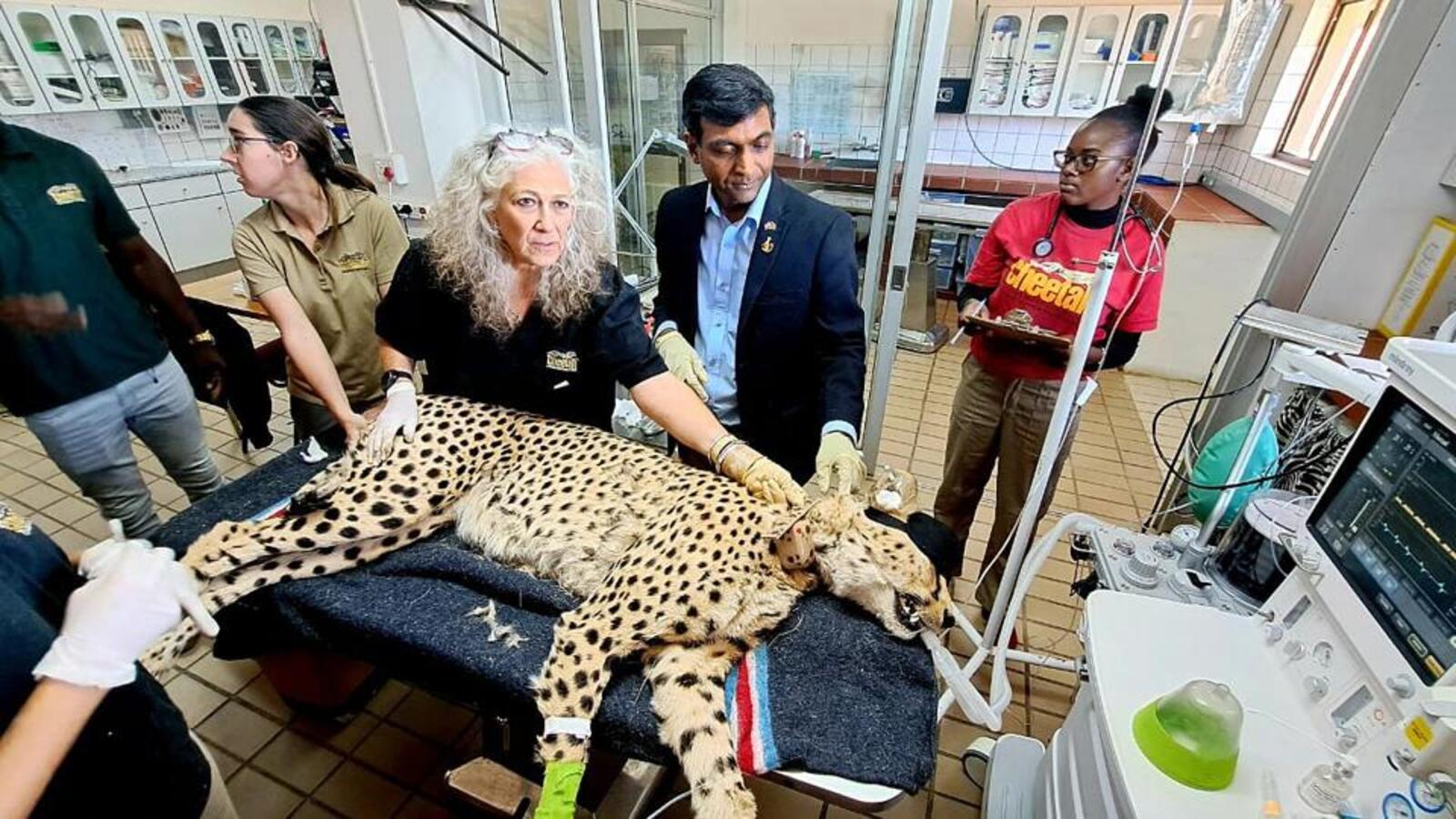 8 cheetahs from Namibia to be translocated to Madhya Pradesh’s Kuno