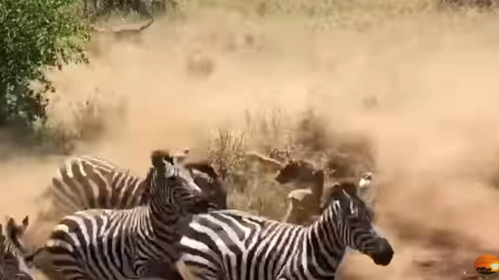 lion fight zebra