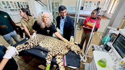 A cheetah undergoing examination before being flown India. (ANI)