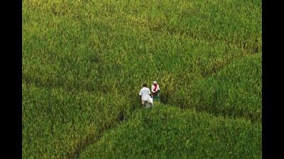 The ACS (agriculture) said the trainees will get the opportunity to know about the departmental programmes, methodologies, technologies and will get the opportunity to meet and interact with the farmers. (AFP)