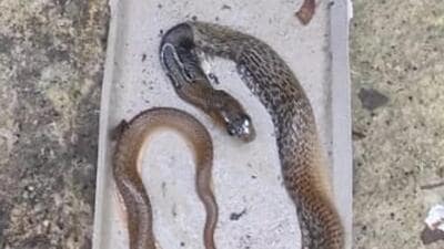 Glue traps turn menace for wildlife Glue traps turn menace for wildlife