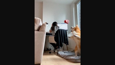 The image is taken from the viral Instagram video capturing a Corgi's accidental ‘light trick’. (Instagram/@dash_and_furrious)