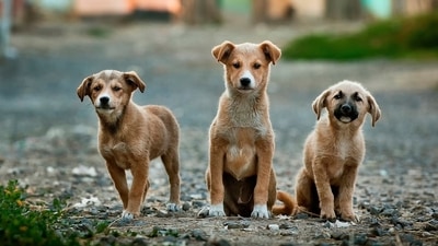 They are a naturally evolved dog breed that has thrived in our country for centuries. (Unsplash) They are a naturally evolved dog breed that has thrived in our country for centuries. (Unsplash)