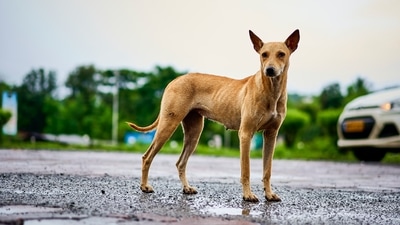 Also known as the Indian native dog or INDog, the Indian Pariah dog is one of the most versatile and adaptable dog breeds found in India and has been an integral part of our art, culture and heritage. (Unsplash) Also known as the Indian native dog or INDog, the Indian Pariah dog is one of the most versatile and adaptable dog breeds found in India and has been an integral part of our art, culture and heritage. (Unsplash)