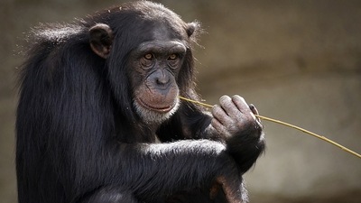 The drumming allows the chimps to spread information over long distances, the study said. (Pixabay) The drumming allows the chimps to spread information over long distances, the study said. (Pixabay)