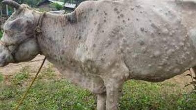 With Himachal Pradesh witnessing a surge in Lumpy Skin Disease (LSD), dairy farmers have demanded that the viral infection, which affects bovines, be declared an epidemic. (HT PHOTO) With Himachal Pradesh witnessing a surge in Lumpy Skin Disease (LSD), dairy farmers have demanded that the viral infection, which affects bovines, be declared an epidemic. (HT PHOTO)