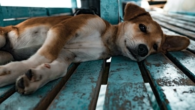 They do not need much maintenance and make great pets who are not just smart but also very loving. They can also adapt to any Indian weather. (Unsplash) They do not need much maintenance and make great pets who are not just smart but also very loving. They can also adapt to any Indian weather. (Unsplash)