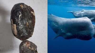 The Wildlife (Protection) Act in India protects the sperm whale species which are found in the deep sea. The Wildlife (Protection) Act in India protects the sperm whale species which are found in the deep sea.
