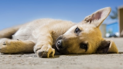 They are similar to primitive breeds from other continents like the Australian Dingo, Canaan Dog of Israel, the New Guinea Singing Dog and the Central African Village Dog, the ancestor of the African Basenji. (Unsplash) They are similar to primitive breeds from other continents like the Australian Dingo, Canaan Dog of Israel, the New Guinea Singing Dog and the Central African Village Dog, the ancestor of the African Basenji. (Unsplash)