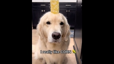 The image, taken from the viral video, shows the Golden Retriever dog with the corn on his head. (Instagram/@maui_thegoldenpup) The image, taken from the viral video, shows the Golden Retriever dog with the corn on his head. (Instagram/@maui_thegoldenpup)