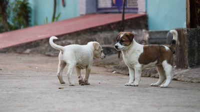 They are often used as guard dogs and police dogs since they are highly intelligent and can easily be trained. (Unsplash) They are often used as guard dogs and police dogs since they are highly intelligent and can easily be trained. (Unsplash)