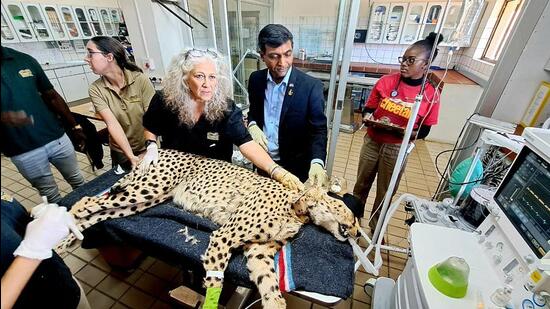 A cheetah undergoing examination before being flown India. (ANI)