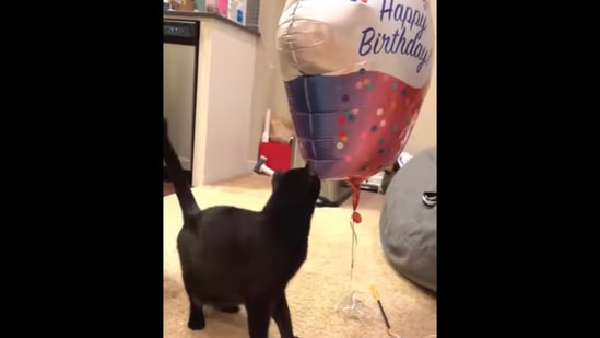 The pet cat named Uno sees a balloon for the first time in life.&nbsp;(Instagram/@one_eared_uno)