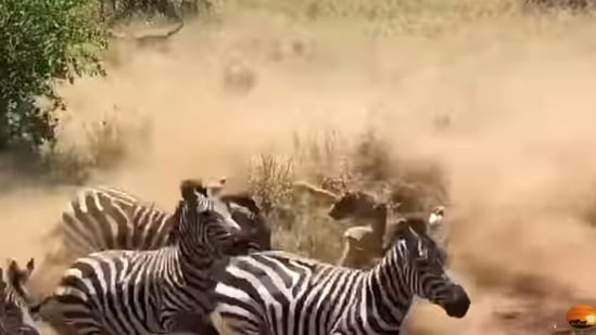 The image, taken from the YouTube video, shows a lioness in the middle of a Zebra stampede.(YouTube/@Maasai Sightings)