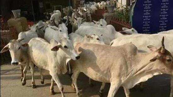 Cow slaughter and smuggling is banned in Bihar according to a 1955 Act. (File image)
