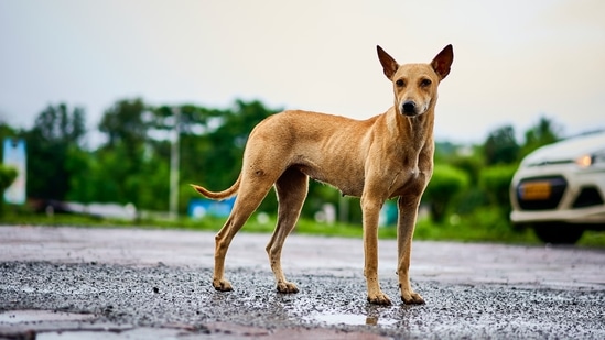 which breed is indian street dog