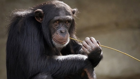 The drumming allows the chimps to spread information over long distances, the study said.&nbsp;(Pixabay)