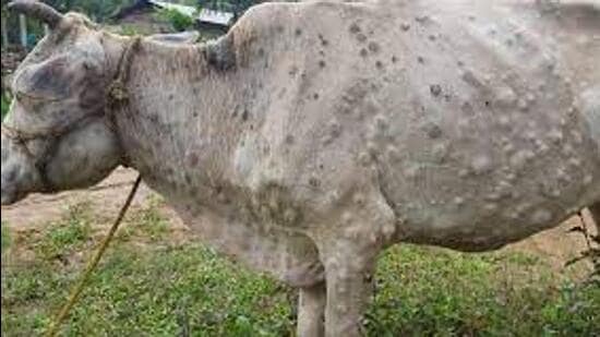With Himachal Pradesh witnessing a surge in Lumpy Skin Disease (LSD), dairy farmers have demanded that the viral infection, which affects bovines, be declared an epidemic. (HT PHOTO)