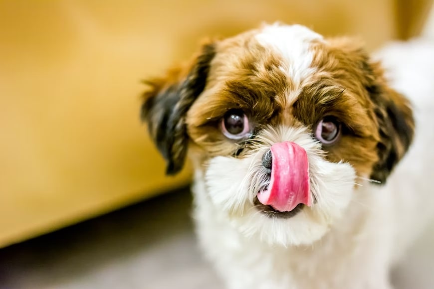Pet nutrition: 5 healthy foods for your puppies (Unsplash) Pet nutrition: 5 healthy foods for your puppies (Unsplash)