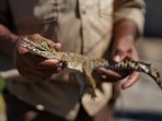 A worker holds a Cuban crocodile (Crocodylus rhombifer) at a hatchery at Zapata Swamp, Cienaga de Zapata, Cuba, August 24.
