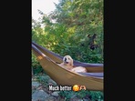 The image shows the Golden Retriever who convinced his pet dad to let him sit in the hammock.
