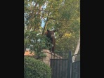 The image shows the bear that broke into a house, ate cake, and swam in the pool.