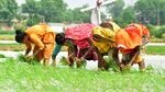 Women farmers sowing paddy in their field in Prayagraj. (HT File) Women farmers sowing paddy in their field in Prayagraj. (HT File)