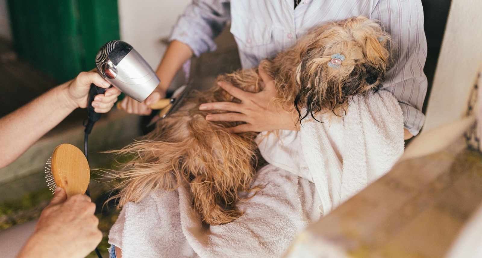 Pet care 5 grooming tools every dog parent must have Hindustan