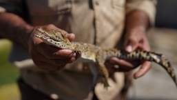 Um trabalhador segura um crocodilo cubano (Crocodylus rhombifer) em um incubatório no pântano de Zapata, Cienaga de Zapata, Cuba, 24 de agosto.