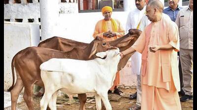 Uttar Pradesh chief minister Yogi Adityanath feeds cows, at a cowshed in Gorakhpur on Thursday. (PTI Photo) Uttar Pradesh chief minister Yogi Adityanath feeds cows, at a cowshed in Gorakhpur on Thursday. (PTI Photo)