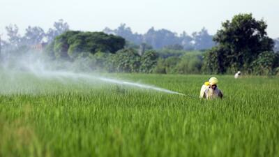 As on August 1, the state-run Food Corporation of India had 41 million tonnes of milled and rice paddy stocks, while the buffer requirement for the season is 13.5 million tonnes. (ANI) As on August 1, the state-run Food Corporation of India had 41 million tonnes of milled and rice paddy stocks, while the buffer requirement for the season is 13.5 million tonnes. (ANI)