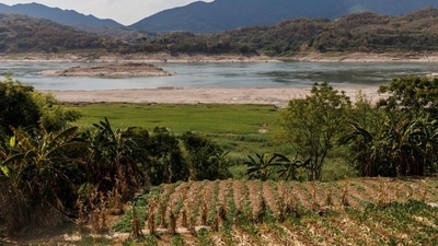 China: The man, identified only by his surname, Hu, and a partner were collecting pine nuts. (Representational)