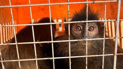 Forest officials said the process of identifying all the seized species, that were kept in crates, is underway. (HT Photo) Forest officials said the process of identifying all the seized species, that were kept in crates, is underway. (HT Photo)