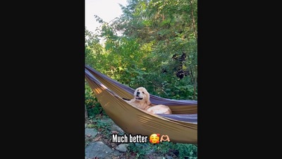 The image shows the Golden Retriever who convinced his pet dad to let him sit in the hammock. (Instagram/@goldengirl_xena)
