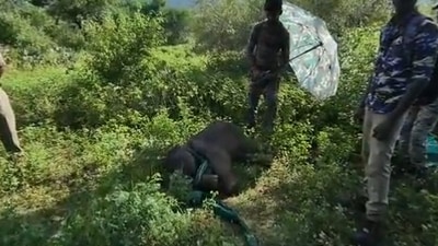 The image, taken from the Twitter video, shows a forest official holding an umbrella over a sleeping baby elephant. (Twitter/@supriyasahuias)