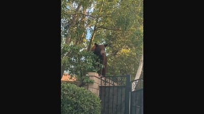 The image shows the bear that broke into a house, ate cake, and swam in the pool. (Simi Valley Police Department)