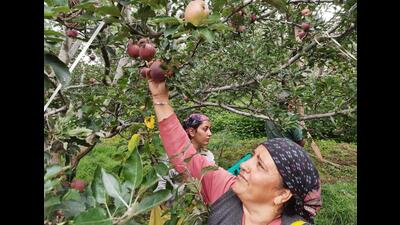 The prices (per kilogramme) for large, medium and small apples has fallen to ₹68 from ₹76, while extra-large and walnut sized apples are selling for ₹41 against ₹52 earlier. Experts say fluctuating rates at cold storages have affected fruit markets both within and outside the state. (Deepak Sansta/HT ) The prices (per kilogramme) for large, medium and small apples has fallen to ₹68 from ₹76, while extra-large and walnut sized apples are selling for ₹41 against ₹52 earlier. Experts say fluctuating rates at cold storages have affected fruit markets both within and outside the state. (Deepak Sansta/HT )