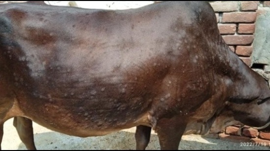 Lumpy Skin Disease: Yogi govt to adopt Malaysian model to check virus - Hindustan Times Lumpy Skin Disease: Yogi govt to adopt Malaysian model to check virus - Hindustan Times