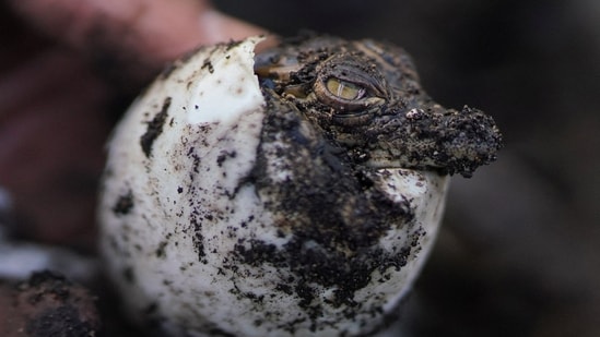 Un cocodrilo cubano recién nacido emerge de un huevo en un criadero en Ciénaga de Zapata, Ciénaga. (REUTERS)