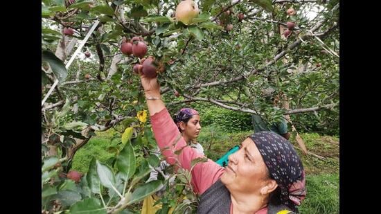 The prices (per kilogramme) for large, medium and small apples has fallen to ₹68 from ₹76, while extra-large and walnut sized apples are selling for ₹41 against ₹52 earlier. Experts say fluctuating rates at cold storages have affected fruit markets both within and outside the state. (Deepak Sansta/HT )