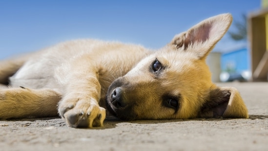 what causes labored breathing in dogs