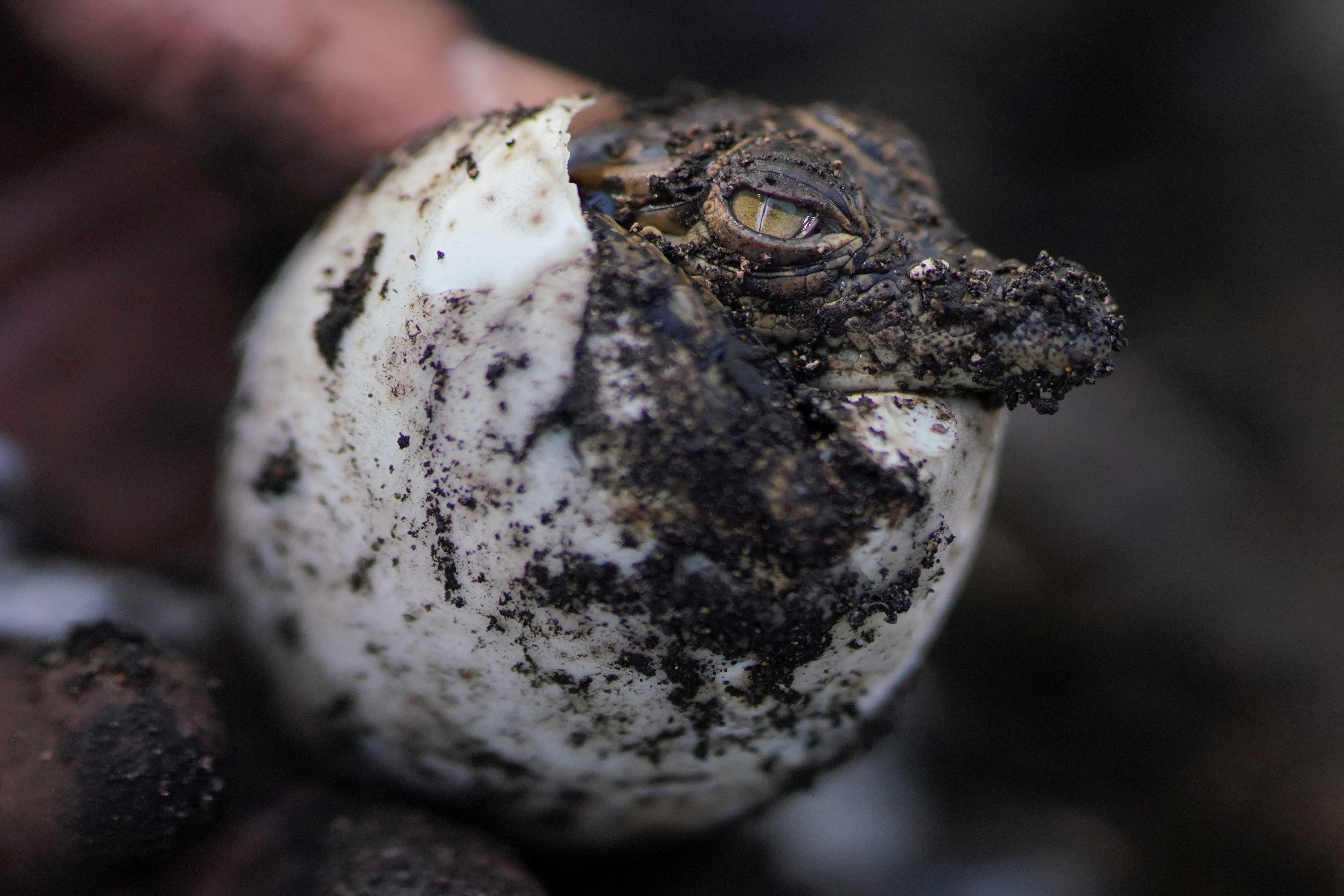 A newly-hatched Cuban crocodile emerges from an egg at a hatchery at Zapata Swamp, Cienaga.&nbsp; (REUTERS)
